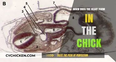 Chick Embryo Development: When Does the Heart Begin to Form?