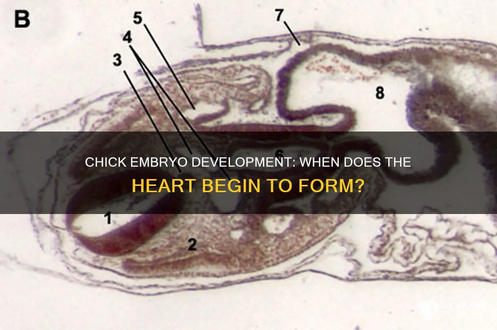 when does the heart form in the chick