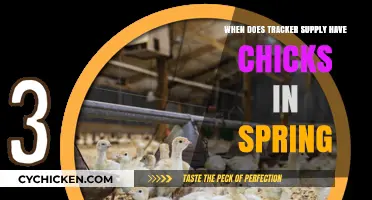 Spring Chick Arrival: When Does Tracker Supply Get New Chicks?