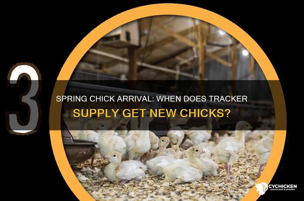 when does tracker supply have chicks in spring