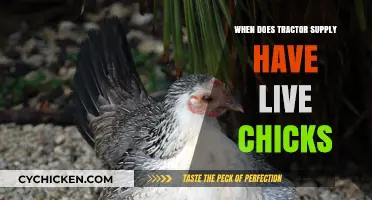 Tractor Supply's Live Chick Availability: Seasonal Schedule and Tips