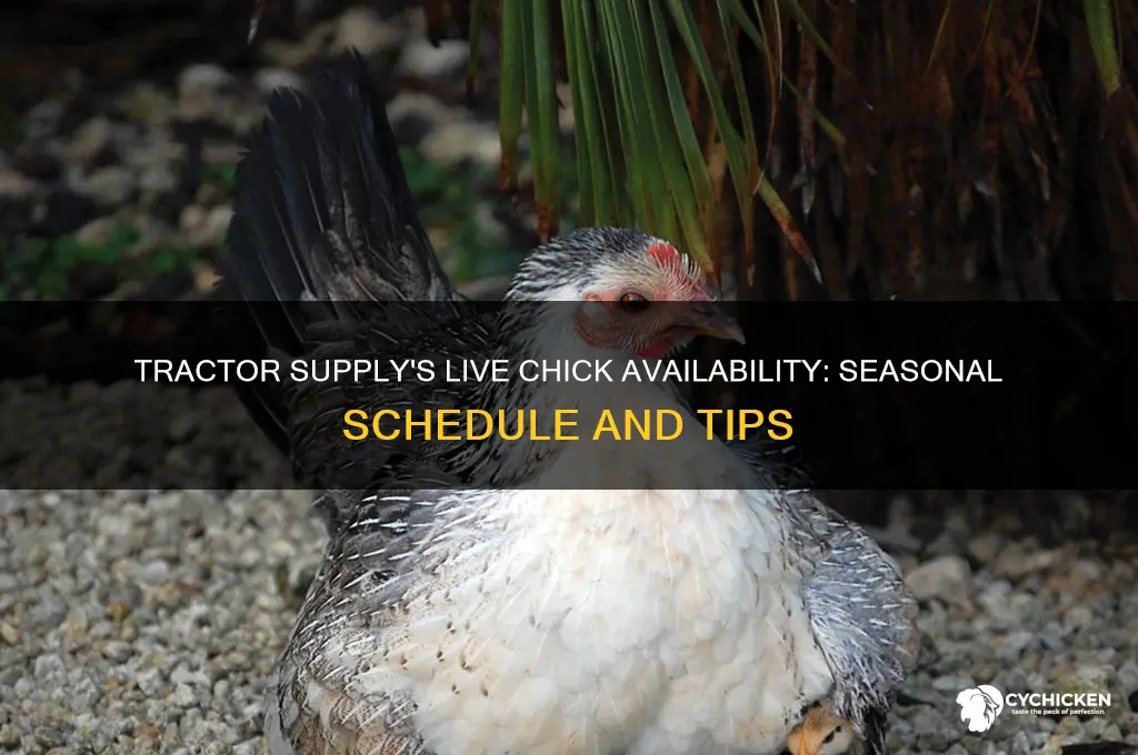 when does tractor supply have live chicks