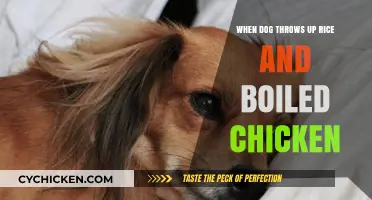 Why Your Dog Throws Up Rice and Boiled Chicken: Causes & Solutions