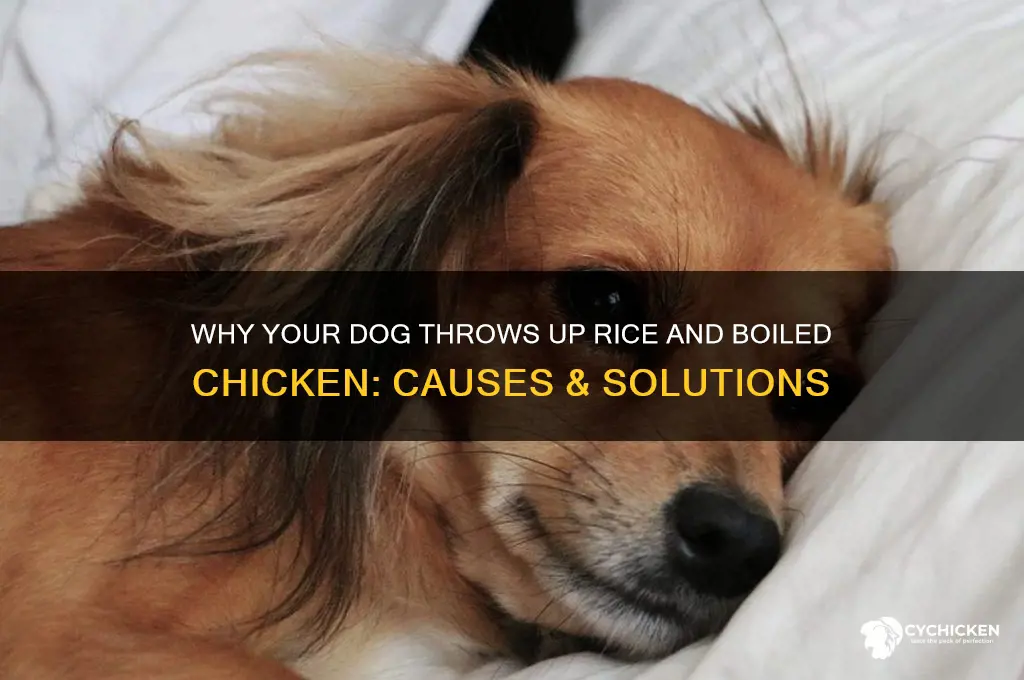when dog throws up rice and boiled chicken