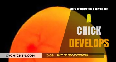 From Fertilization to Hatching: The Chick's Amazing Developmental Journey