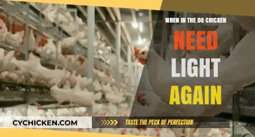 When Do Chickens Need Light Again? A Seasonal Guide