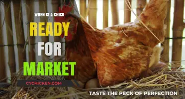 When Are Chicks Market-Ready? A Farmer's Guide to Timing