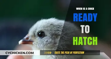 Signs Your Chick is Ready to Hatch: A Beginner's Guide