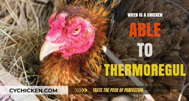 When Do Chickens Gain Thermoregulation Abilities? A Developmental Insight