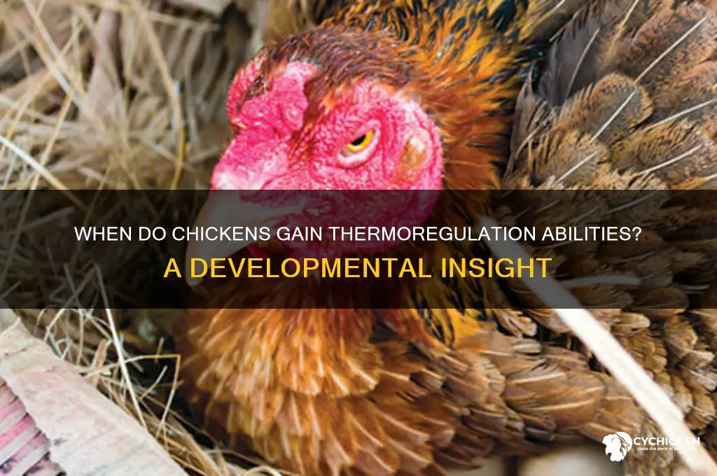when is a chicken able to thermoregulate