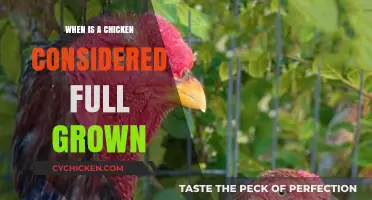 When Does a Chicken Reach Full Grown Size and Maturity?