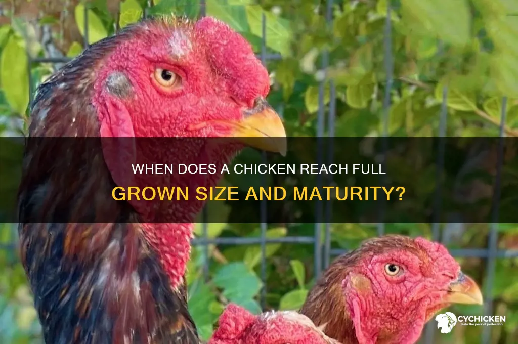 when is a chicken considered full grown