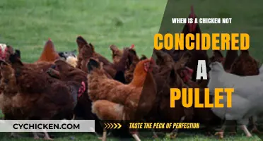 When Does a Chicken Outgrow Pullet Status: Key Milestones Explained