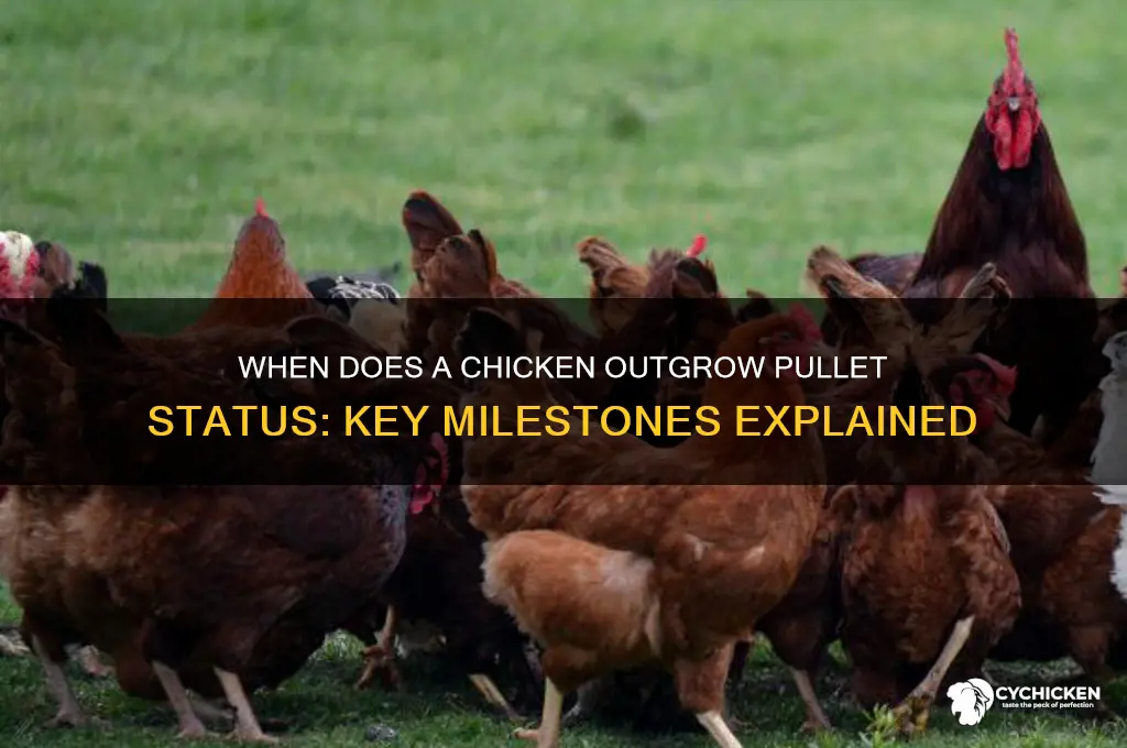 when is a chicken not concidered a pullet