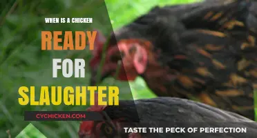 Determining the Optimal Time for Chicken Slaughter: A Comprehensive Guide