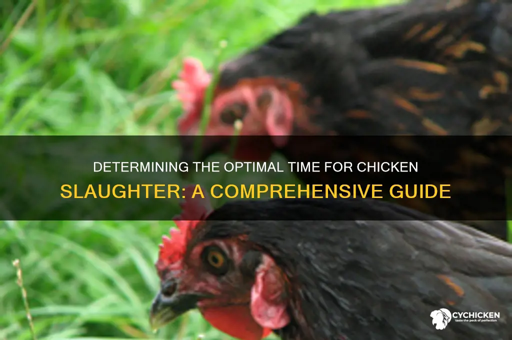 when is a chicken ready for slaughter