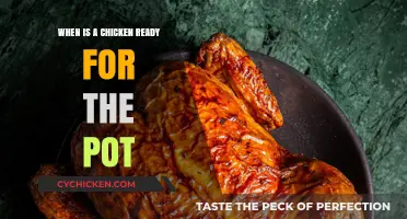 From Coop to Cooking Pot: Signs Your Chicken is Ready