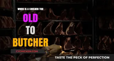Determining the Right Time to Butcher Aging Chickens: A Guide