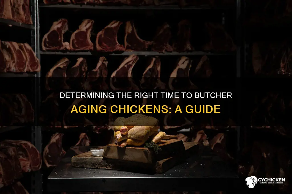 when is a chicken too old to butcher