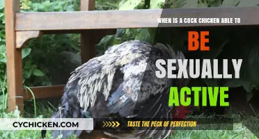 Cock-a-doodle-doo: Sexual Maturity in Roosters