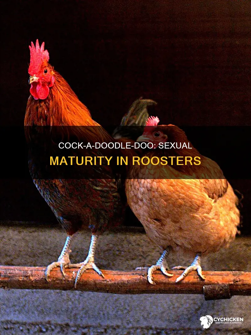 when is a cock chicken able to be sexually active