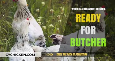 When is a Delaware Chicken Ready for Butcher: A Guide