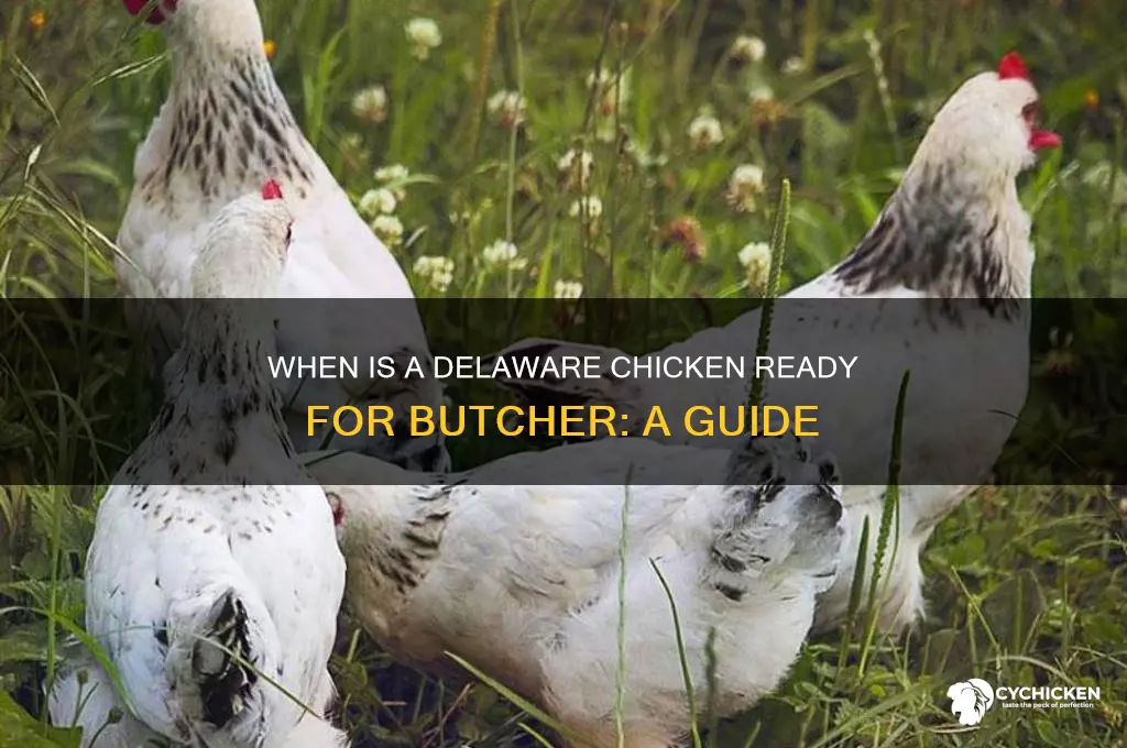 when is a delaware chicken ready for butcher