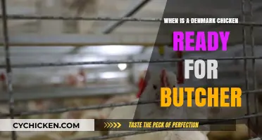 When Is a Denmark Chicken Ready for Butchering: A Guide
