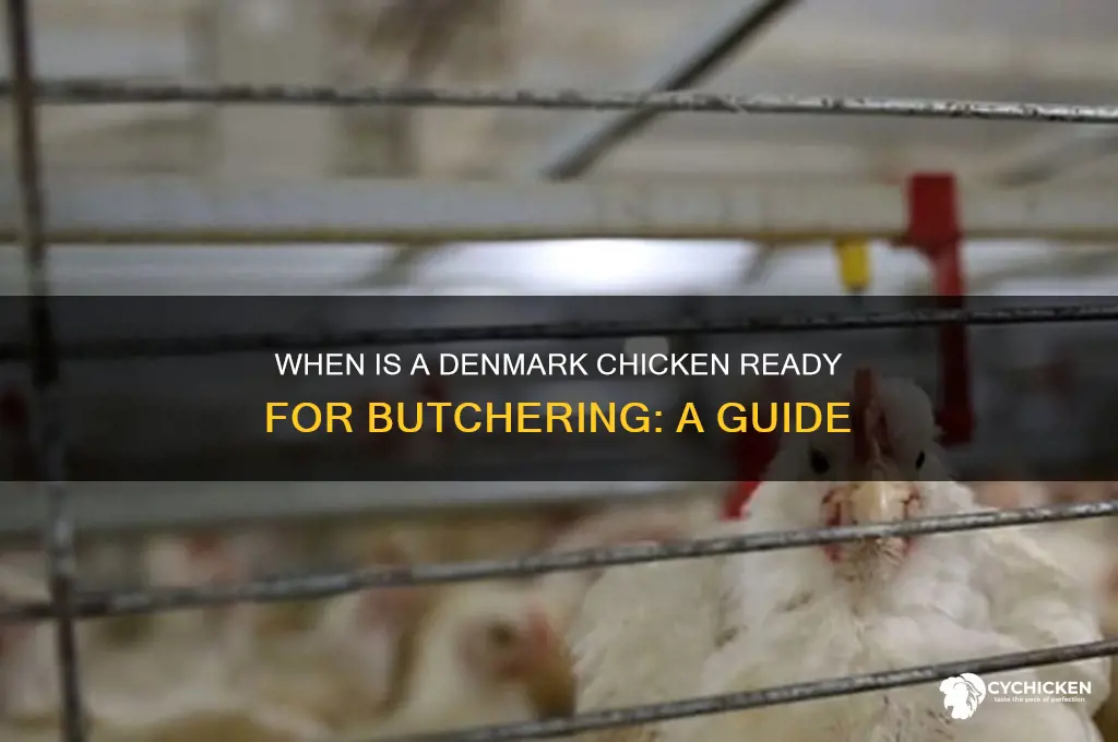 when is a denmark chicken ready for butcher