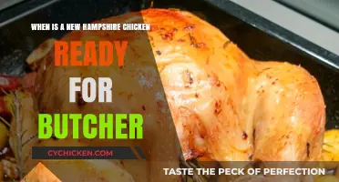 Butchering New Hampshire Chickens: When is the Right Time?