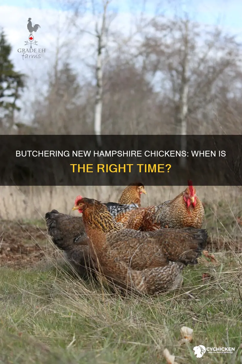 when is a new hampshire chicken ready for butcher