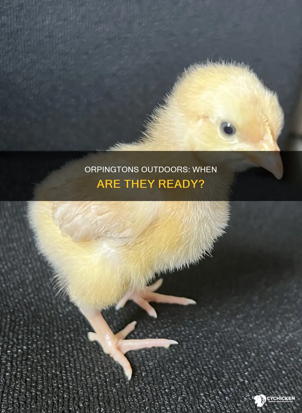 when is a orpington chicken ready to be outside