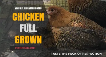 When Do Easter Egger Chickens Reach Full Size?