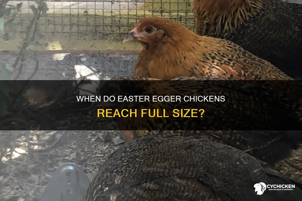 when is an easter egger chicken full grown