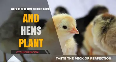 Spring Chickens: Best Time to Split Chicks and Hens