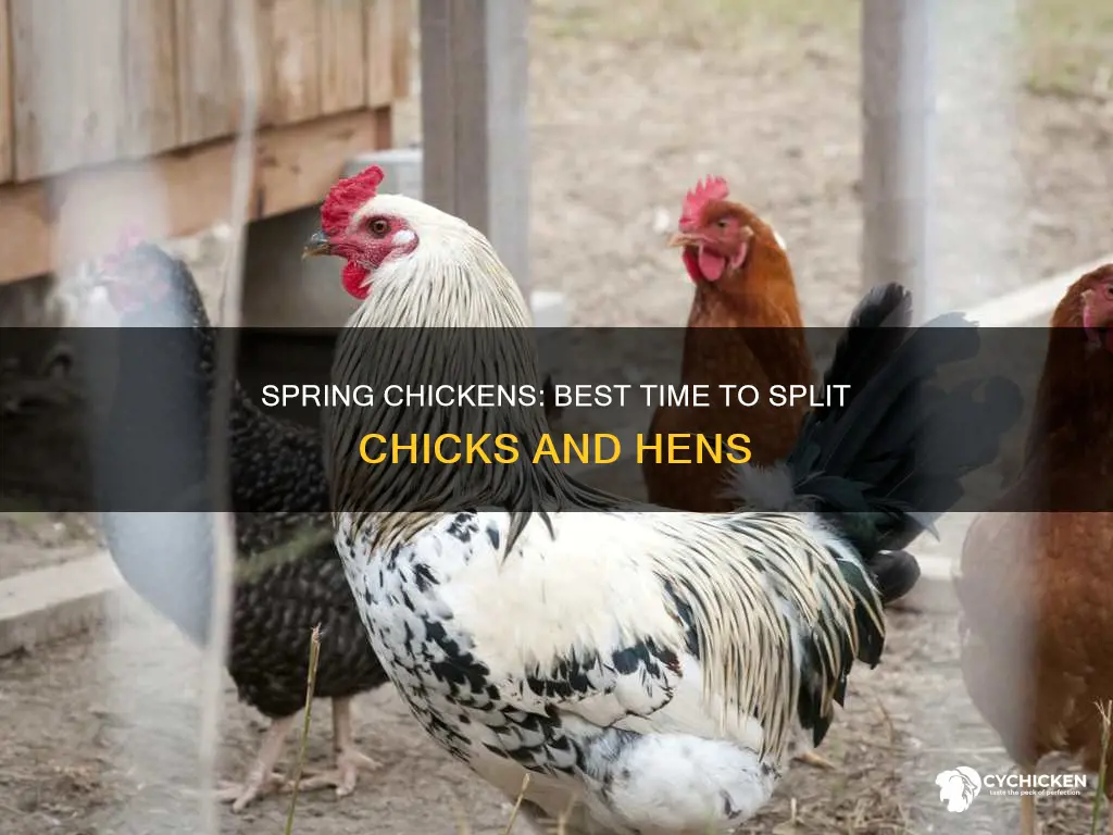when is best time to split chicks and hens plant