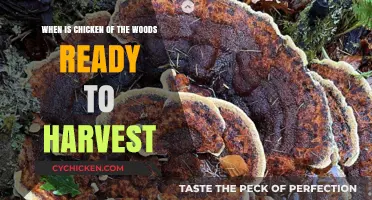 Foraging Chicken of the Woods: Best Harvest Time