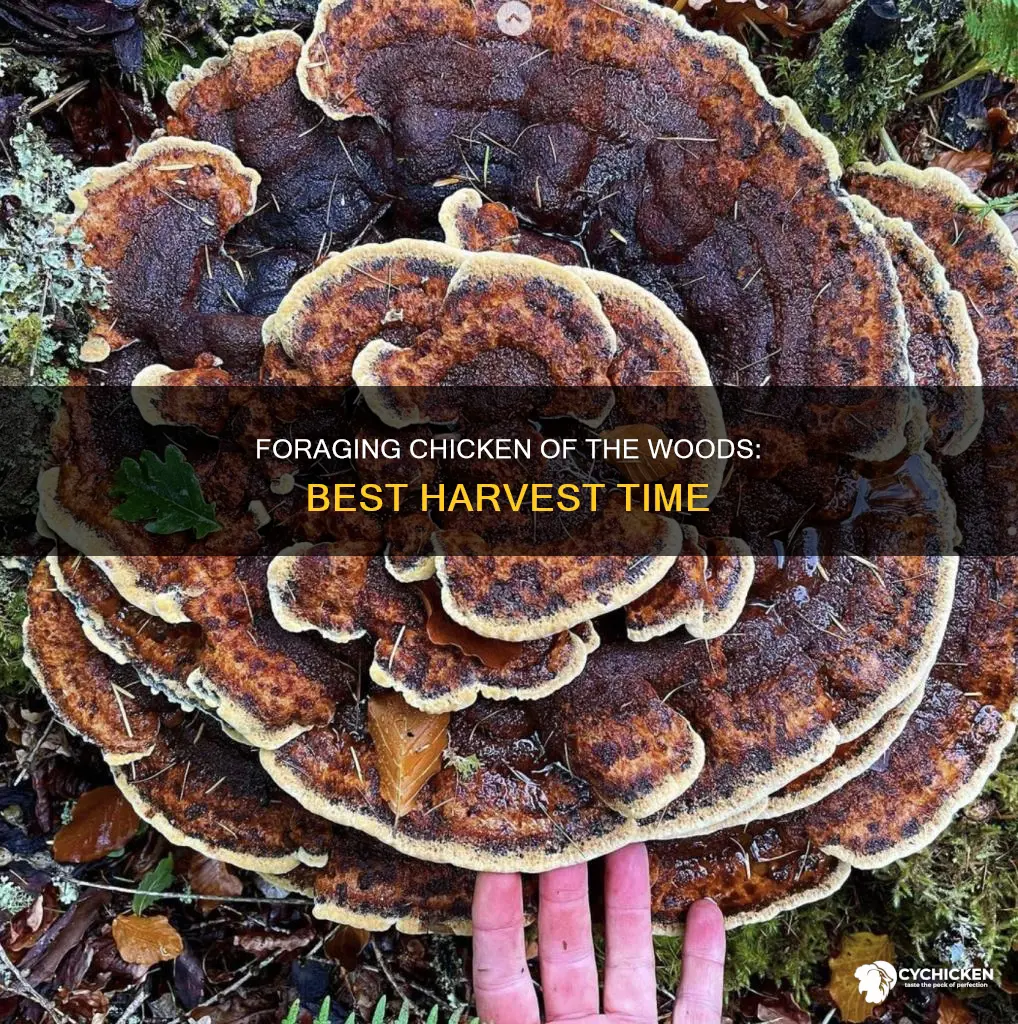 when is chicken of the woods ready to harvest