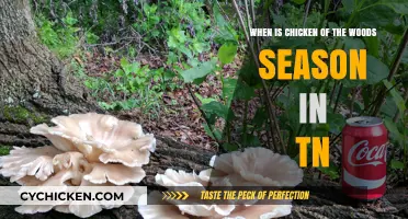 Finding Chicken of the Woods in Tennessee's Forests