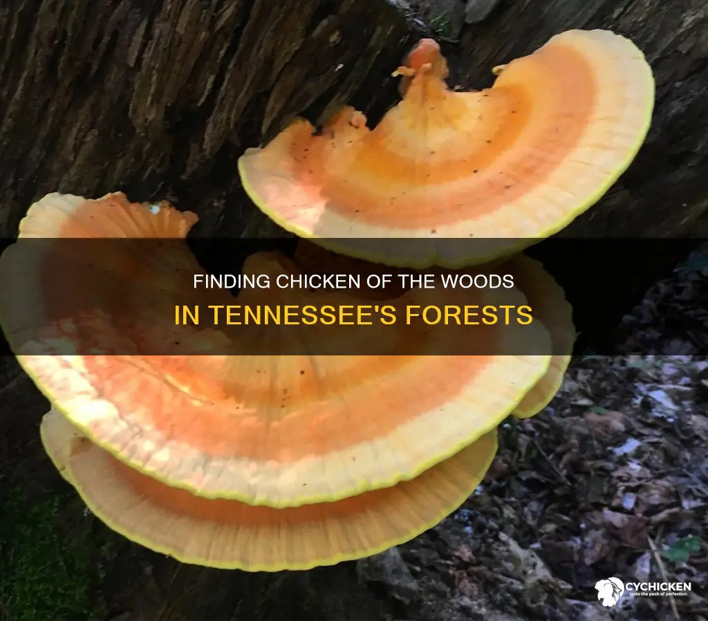when is chicken of the woods season in tn