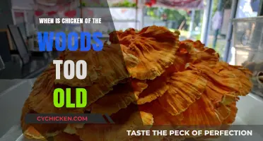 Identifying Overripe Chicken of the Woods: Signs It's Too Old to Eat