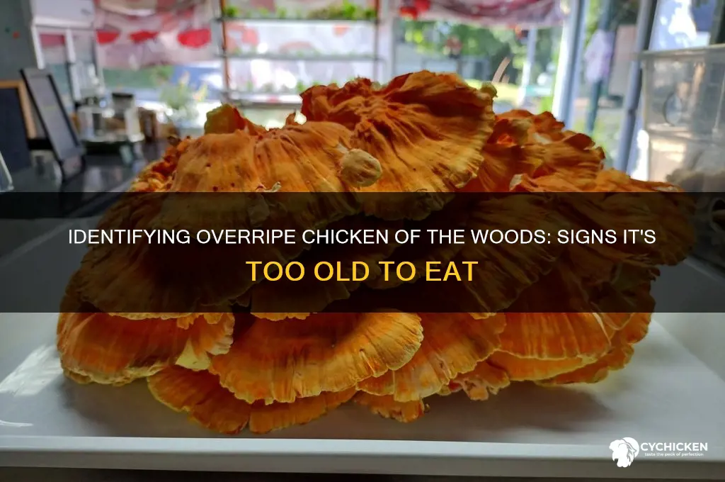 when is chicken of the woods too old