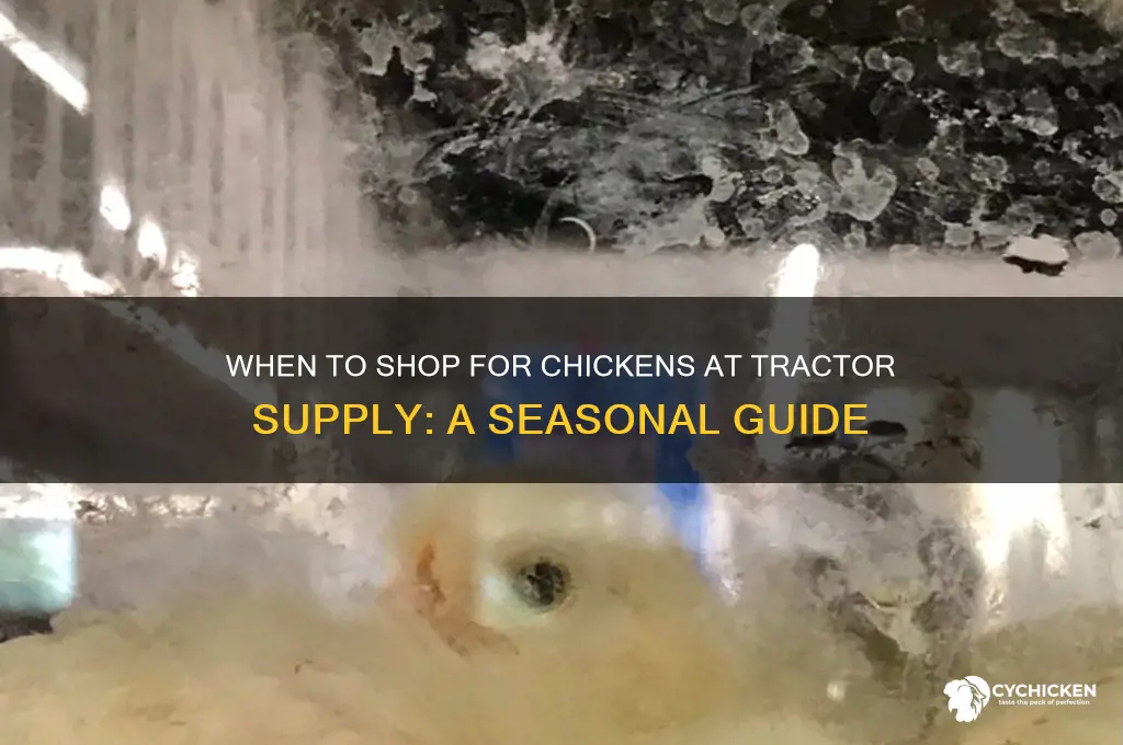 when is chicken season at tractor supply