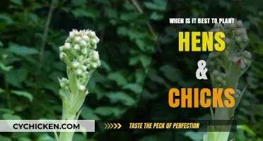 Optimal Timing for Planting Hens & Chicks: A Seasonal Guide