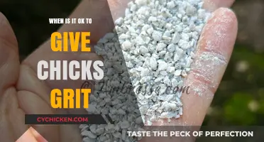 When to Introduce Grit to Chicks: A Complete Guide