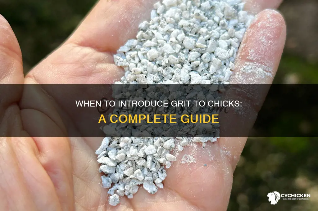 when is it ok to give chicks grit