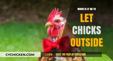 When Can Chicks Safely Explore the Great Outdoors?