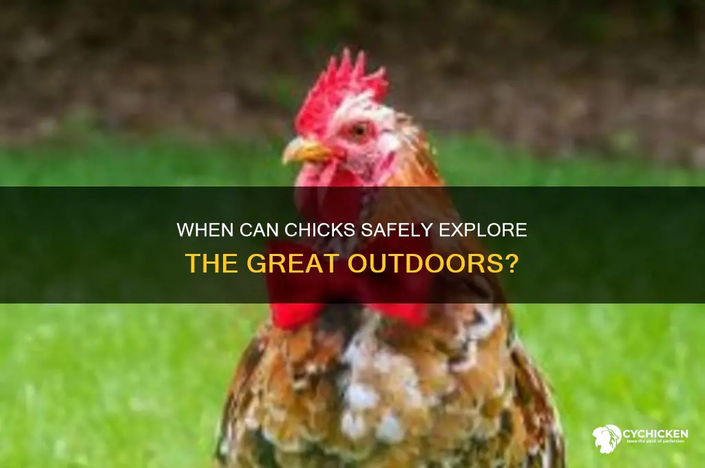 when is it ok to let chicks outside