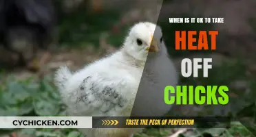 Heat Removal for Chicks: When and Why?