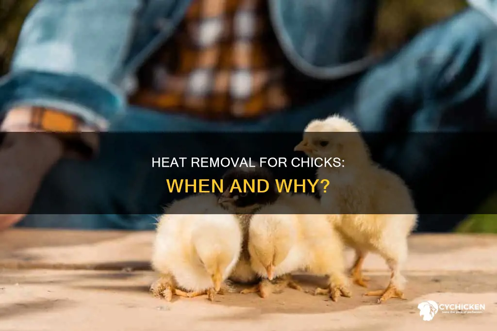 when is it ok to take heat off chicks